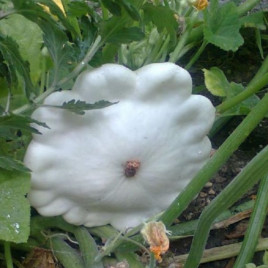 Диско насіння патисона раннього 50-60дн. 300-350 гр. біл. (Семена Украины)