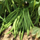 Либра семена фасоль спаржевой кустовой средней 60-65дн зел. (Семена Украины)