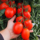 Томат Сонет F1