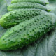 Огурец Фантази F1