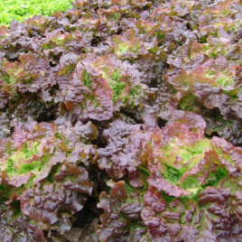 Салат Розмари 