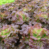 Розмарі насіння салату тип Маслянистий середньоранього 65-75 дн. червоного (Moravoseed)