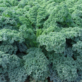 Капуста листовая Капрал