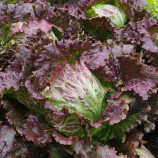 Дерел семена салата кочанного тип Айсберг раннего 65-75 дн. красн. (Moravoseed)