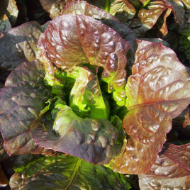 Салат Галба