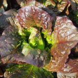 Салат Галба