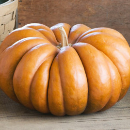 Гарбуз мускатний Мускат де Прованс
