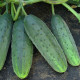 Огурец Валерия F1