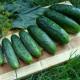 Валери F1 семена огурца корнишона партенокарп. среднепозднего (Moravoseed)