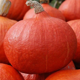 Гарбуз Ухікі курі (Учікі курі)