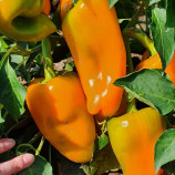 Перец Дворана