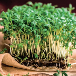 Крес-салат Данський