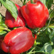 Перец Касандра F1