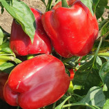 Перец Касандра F1