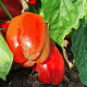 Перець Касандра F1