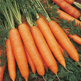 Морковь Беркос F1 