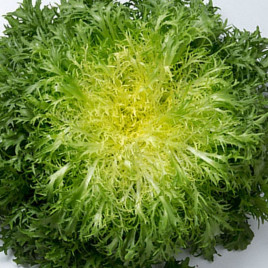 Валоне насіння салатного цикорію тип Фрізе зел. (Moravoseed)