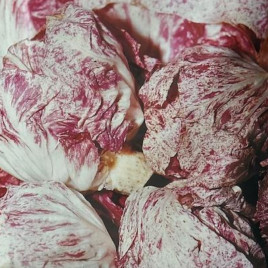 Ді Кьоджа (Ді Кежа) насіння салатного цикорію тип Радиччіо/Уранус середнього 60 дн. 300-350гр. червоного (Moravoseed)