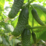 семена огурца маша f1