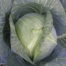 Атрия F1 (Atria F1) семена капусты б/к среднепоздней 120-125 дней 4-8 кг окр-прип. (Seminis)