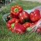 Красный Рыцарь F1 семена перца сладкого (Seminis)