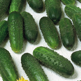 Огірок Марінда F1