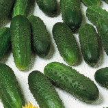 Маринда F1 (Marinda F1) семена огурца корнишона партенокарп. раннего 40-45 дн. 8-12 см (Seminis)