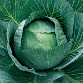 Аммон F1 (Ammon F1) семена капусты б/к поздней 125-135 дн. 4-6 кг окр.-припл. (Seminis)