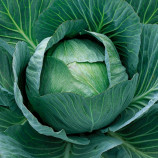 Капуста Аммон F1