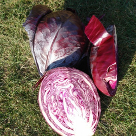 Рокси F1 (Roxy F1) семена капусты к/к поздней 125-135 дн. 2-3,5 кг овал. (Seminis)