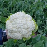 Абени F1 (Abeni F1) семена капусты цветной ранней 50-55 дн. 2,2-3 кг бел. (Seminis)