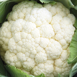 Капуста Форталеза F1 (Fortaleza F1) 