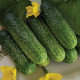 семена огурца надежда f1