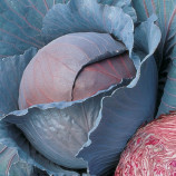 Рэд Династи F1 семена капусты к/к ранней (Seminis)