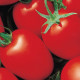 Яки F1 (Yaqui F1) семена томата дет. среднего 75-80 дн. слив. 100-110 гр. красный (Seminis)