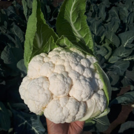 СВ 5818 АЦ F1 (SV 5818 AC F1) семена капусты цветной поздней 80-85 дн. до 3-х кг бел. (Seminis)