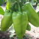 Ариадни F1 (Ariadni F1) семена перца сладкого тип Венгерский раннего 65-70 дн. 170-200 гр.св.зел./красн. (Seminis)