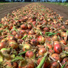 Цибуля Сакраменто F1 