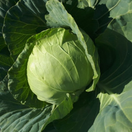 Капуста Грін Флеш F1 (Green Flash F1) 