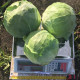 Капуста Заказ F1 (Zakaz F1) 