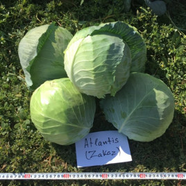 Заказ F1 (Zakaz F1) семена капусты б/к среднеранней 68-72 дн. 1,5-2,5 кг окр. (Seminis)