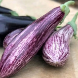 баклажан зебрино f1