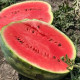 Биант F1 (Эркен F1)семена арбуза тип Кримсон Свит (Yuksel)