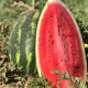 Биант F1 (Эркен F1)семена арбуза тип Кримсон Свит (Yuksel)