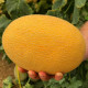 Радмила F1 (Медетли F1) семена дыни тип Ананас ранней 70-75 дн. 2-3 кг овал. оран./крем. (Yuksel)