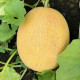 Радмила F1 (Медетли F1) семена дыни тип Ананас ранней 70-75 дн. 2-3 кг овал. оран./крем. (Yuksel)