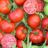 Мармара F1 насіння томата дет. (Yuksel)