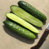 Бадэ F1 (Баде F1) семена огурца корнишона партенокарп. ультрараннего 12-14 см (Yuksel)