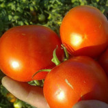 Саргас F1 семена томата дет. среднераннего окр. 160-180 гр. красный (Yuksel)