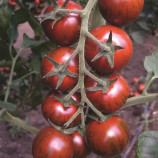 Тайгер F1 насіння томата індет. коктельний тип (Yuksel)